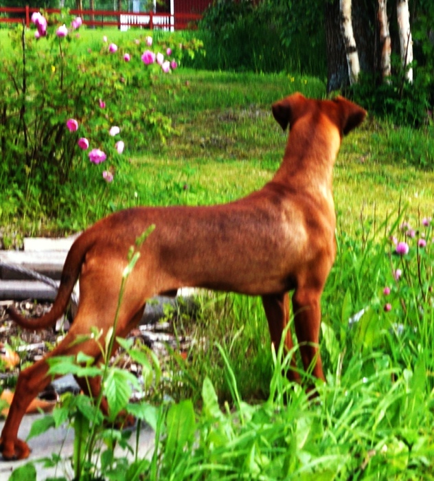 Pinscher * Xélanc Quality Quanto